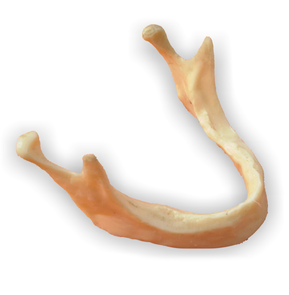 Mandibula para practica de implantes